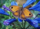 Ray Brightman_Gatekeeper on Agapnanthus.jpg